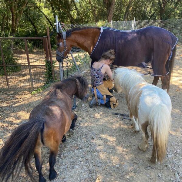 Curso Podología Equina GESTIÓN