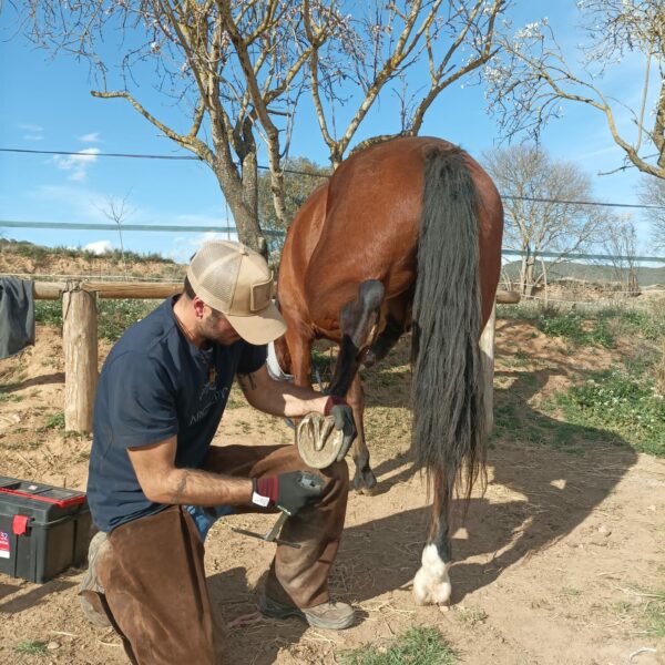 Curso Podología Equina PRO